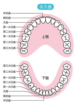 歯の部位について