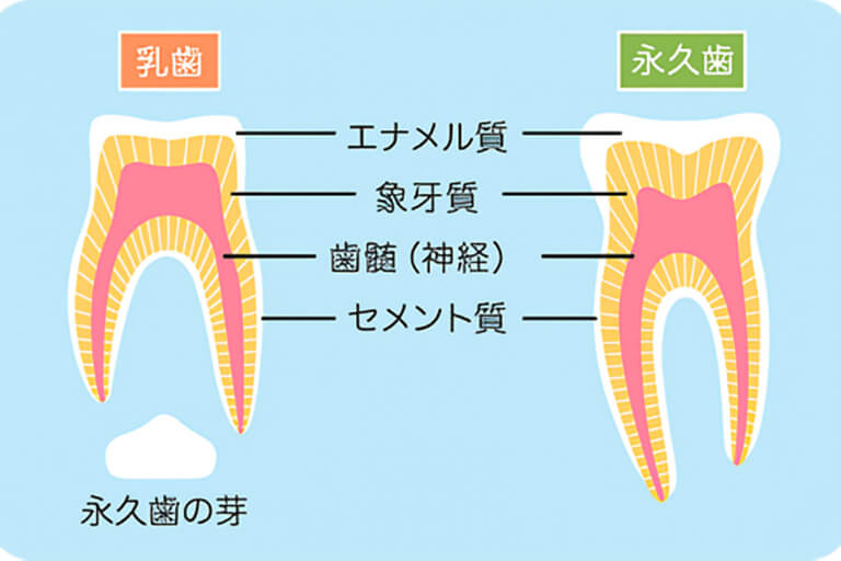 乳歯と永久歯の構造